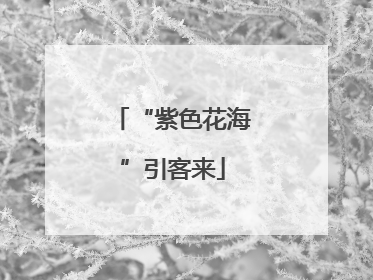 “紫色花海”引客来