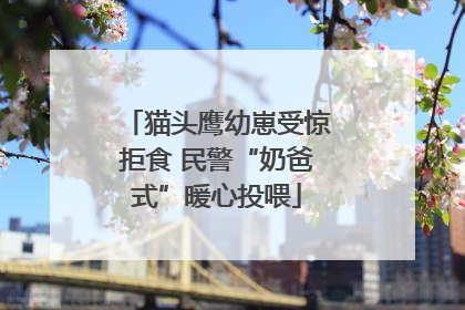 猫头鹰幼崽受惊拒食 民警“奶爸式”暖心投喂