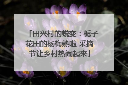 田兴村的蜕变：栀子花田的杨梅熟啦 采摘节让乡村热闹起来