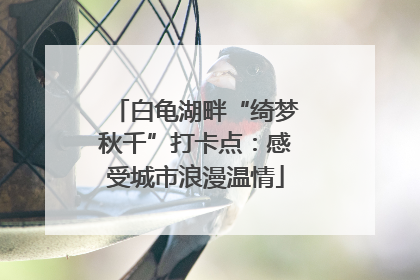 白龟湖畔“绮梦秋千”打卡点：感受城市浪漫温情