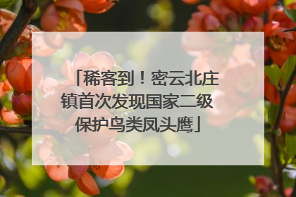 稀客到！密云北庄镇首次发现国家二级保护鸟类凤头鹰