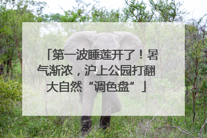 第一波睡莲开了！暑气渐浓，沪上公园打翻大自然“调色盘”