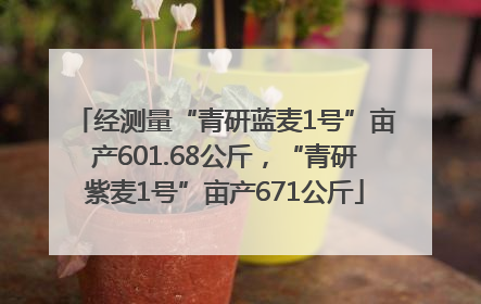 经测量“青研蓝麦1号”亩产601.68公斤，“青研紫麦1号”亩产671公斤