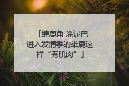 缠鹿角 涂泥巴 进入发情季的雄鹿这样“秀肌肉”