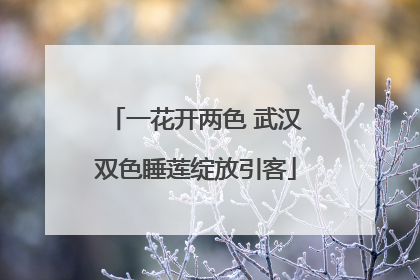 一花开两色 武汉双色睡莲绽放引客