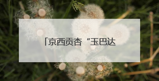 京西贡杏“玉巴达”熟了！它将牵手故宫、香山、颐和园