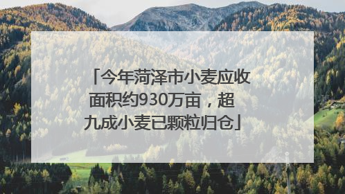 今年菏泽市小麦应收面积约930万亩，超九成小麦已颗粒归仓