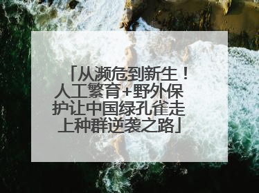 从濒危到新生！人工繁育+野外保护让中国绿孔雀走上种群逆袭之路