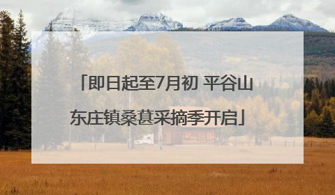 即日起至7月初 平谷山东庄镇桑葚采摘季开启