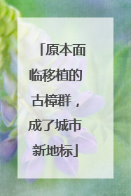 原本面临移植的古樟群，成了城市新地标
