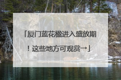 厦门蓝花楹进入盛放期！这些地方可观赏→