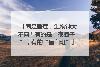 同是睡莲，生物钟大不同！有的是“夜猫子”，有的“值白班”