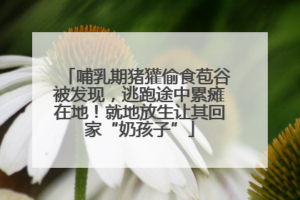 哺乳期猪獾偷食苞谷被发现，逃跑途中累瘫在地！就地放生让其回家“奶孩子”