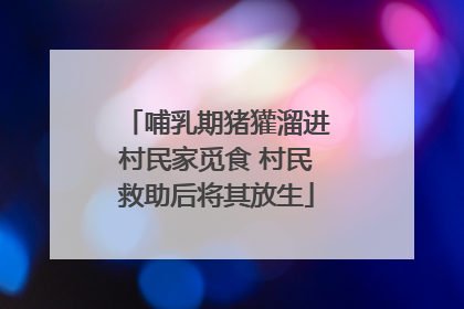 哺乳期猪獾溜进村民家觅食 村民救助后将其放生