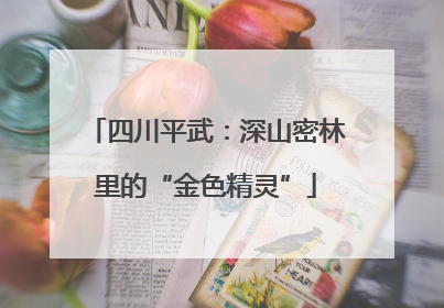 四川平武：深山密林里的“金色精灵”