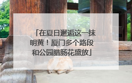 在夏日邂逅这一抹明黄！厦门多个路段和公园腊肠花盛放
