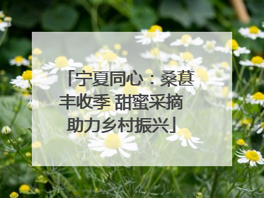 宁夏同心：桑葚丰收季 甜蜜采摘助力乡村振兴