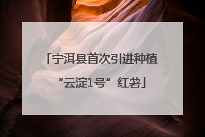 宁洱县首次引进种植“云淀1号”红薯