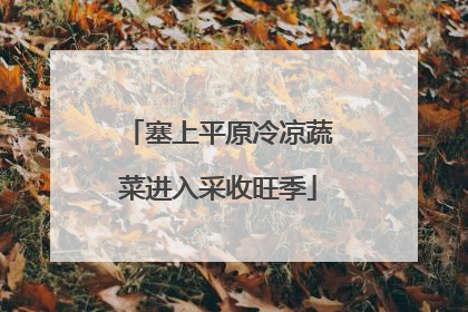 塞上平原冷凉蔬菜进入采收旺季