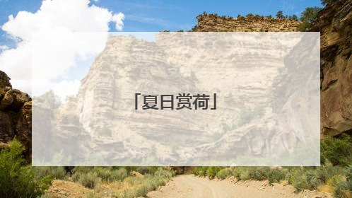 夏日赏荷