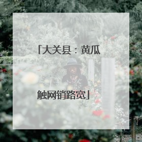 大关县：黄瓜触网销路宽