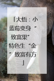 大悟：小蓝莓变身“致富果” 特色生“金”致富有方