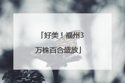 好美！福州3万株百合盛放