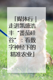 媒体行｜走进凯盛浩丰“番茄硅谷”：看数字神经下的精准农业