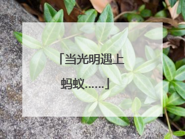 当光明遇上蚂蚁……