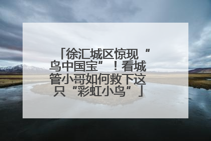 徐汇城区惊现“鸟中国宝”！看城管小哥如何救下这只“彩虹小鸟”