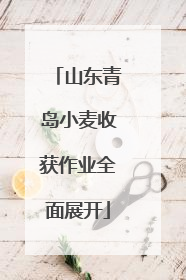 山东青岛小麦收获作业全面展开
