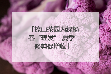 捺山茶园为绿杨春“理发” 夏季修剪促增收