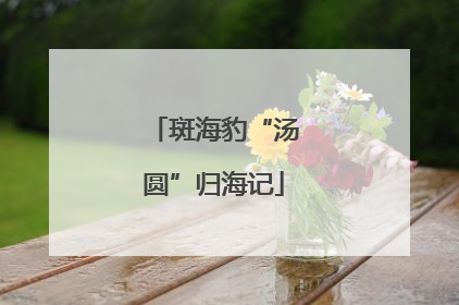 斑海豹“汤圆”归海记