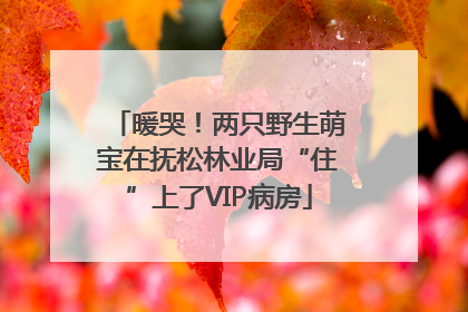 暖哭！两只野生萌宝在抚松林业局“住”上了VIP病房