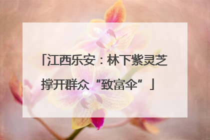 江西乐安：林下紫灵芝撑开群众“致富伞”