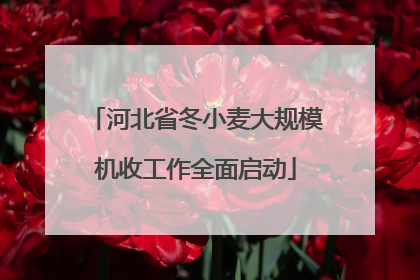 河北省冬小麦大规模机收工作全面启动