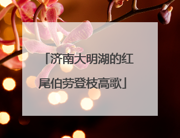 济南大明湖的红尾伯劳登枝高歌