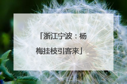 浙江宁波：杨梅挂枝引客来