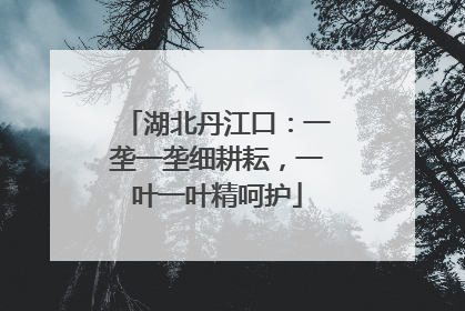 湖北丹江口：一垄一垄细耕耘，一叶一叶精呵护