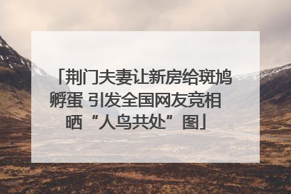 荆门夫妻让新房给斑鸠孵蛋 引发全国网友竞相晒“人鸟共处”图