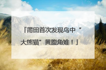 莆田首次发现鸟中“大熊猫”黄腹角雉！