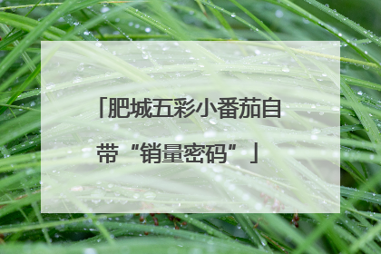 肥城五彩小番茄自带“销量密码”