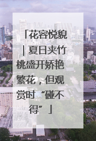 花容悦貌｜夏日夹竹桃盛开娇艳繁花，但观赏时“碰不得”