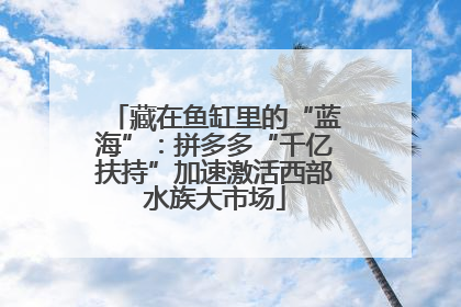 藏在鱼缸里的“蓝海”：拼多多“千亿扶持”加速激活西部水族大市场