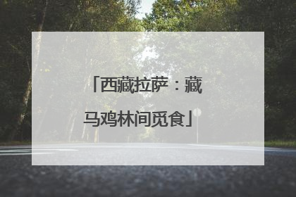 西藏拉萨：藏马鸡林间觅食