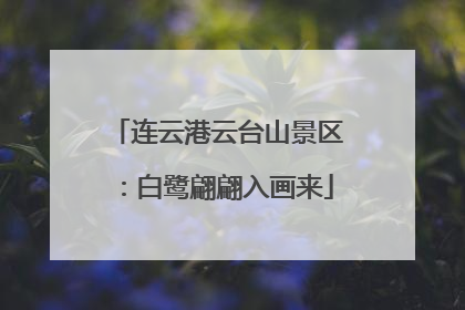 连云港云台山景区：白鹭翩翩入画来