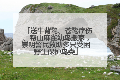 送牛背鹭、苍鹭疗伤、帮山麻雀幼鸟搬家，崇明警民救助多只受困野生保护鸟类