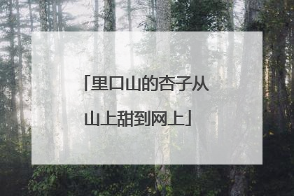 里口山的杏子从山上甜到网上