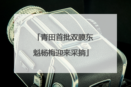 青田首批双膜东魁杨梅迎来采摘