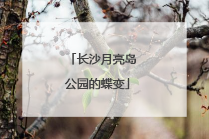 长沙月亮岛公园的蝶变